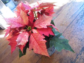 IMG_0565.jpg