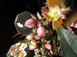 IMG_1132.jpg