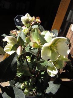 IMG_1136.jpg