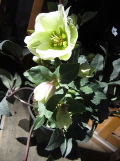 IMG_1140.jpg