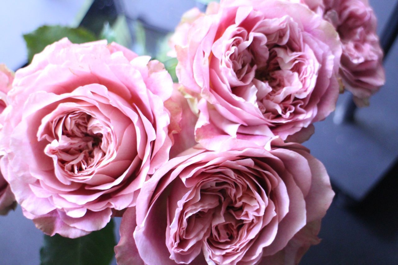 香りが豊なバラと花持ちの良いバラ 花屋の輪郭 Life Deco