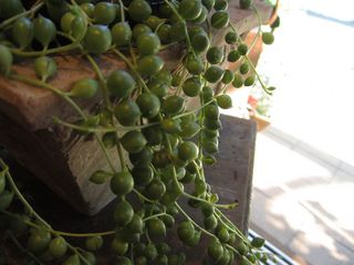 IMG_1461.jpg