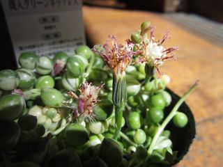 IMG_1581.jpg