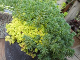 IMG_1850.jpg