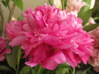 IMG_1886.jpg