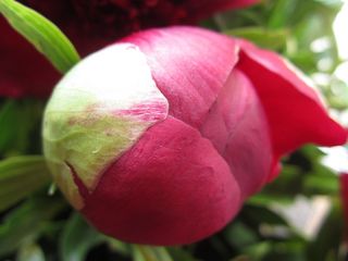 IMG_2044.jpg