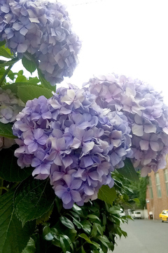 hydrangea-06.jpg