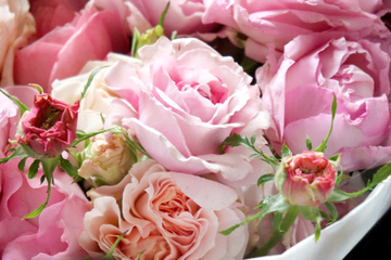 mother-rose-2.jpg