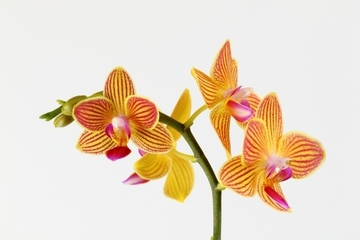 phalaenopsisaphrodite4.jpg