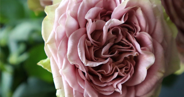 rose.jpg
